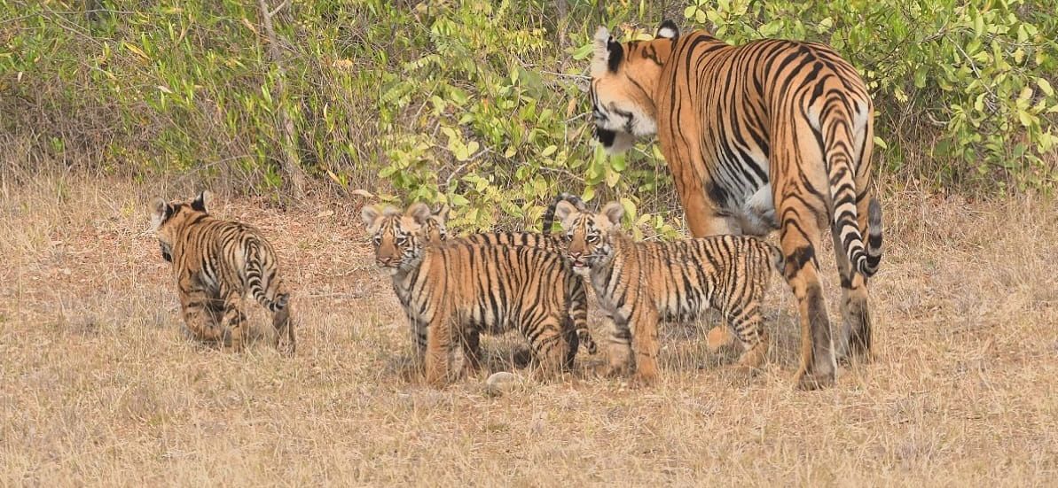 Irai Safari Retreat near Moharli Gate Tadoba